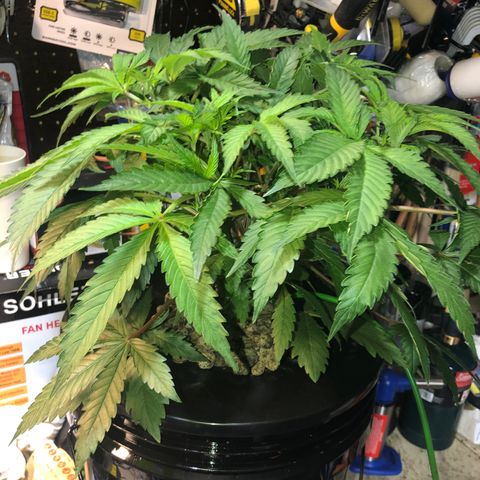 “HEATHER” - Hague Night’s by Chaotic Genetics growlog timeline photo