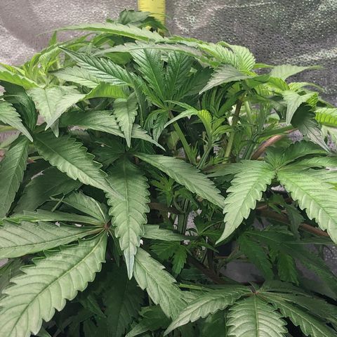 “BUBBLES” - Bubba Kush by RQS growlog timeline photo