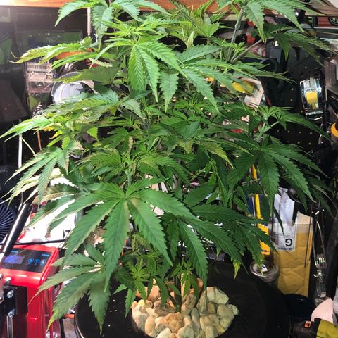 “BUBBLES” - Bubba Kush by RQS growlog timeline photo