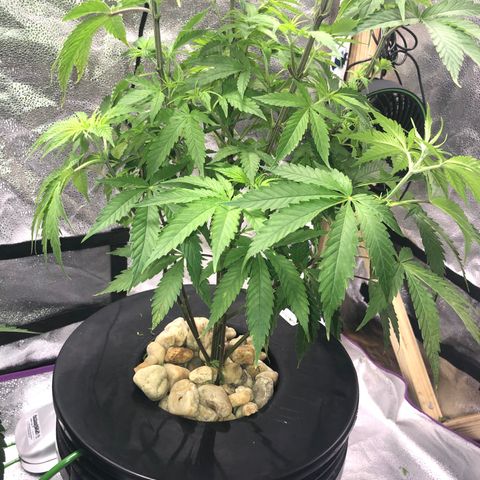 “BUBBLES” - Bubba Kush by RQS growlog timeline photo