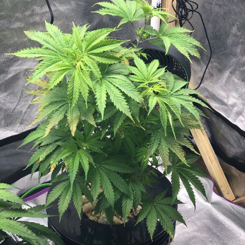 “BUBBLES” - Bubba Kush by RQS growlog timeline photo