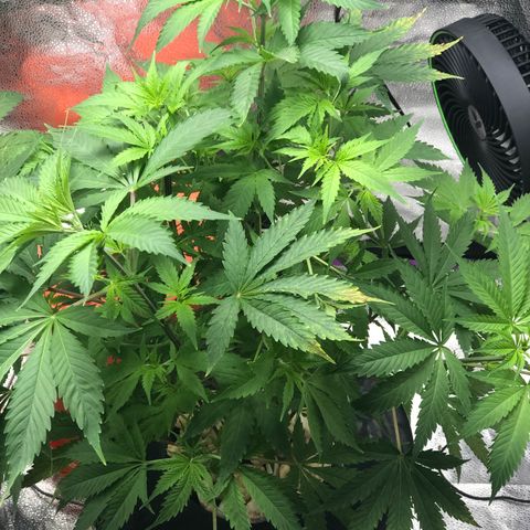 “HEATHER” - Hague Night’s by Chaotic Genetics growlog timeline photo