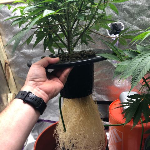 “HEATHER” - Hague Night’s by Chaotic Genetics growlog timeline photo