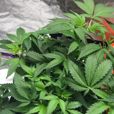 “HEATHER” - Hague Night’s by Chaotic Genetics growlog timeline photo