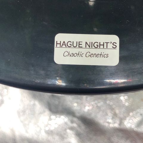 “HEATHER” - Hague Night’s by Chaotic Genetics growlog timeline photo