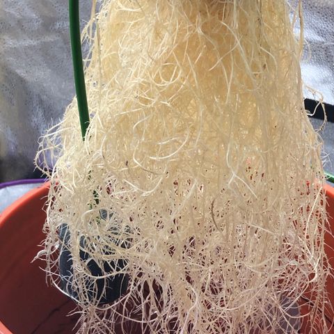 “HEATHER” - Hague Night’s by Chaotic Genetics growlog timeline photo
