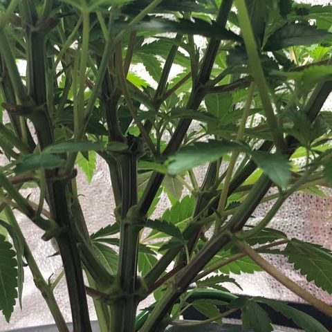 “BUBBLES” - Bubba Kush by RQS growlog timeline photo