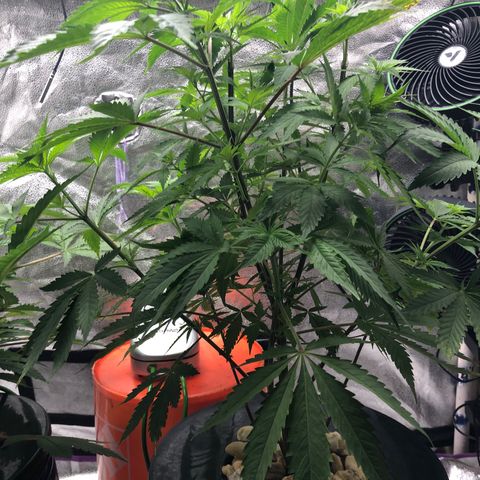 “BUBBLES” - Bubba Kush by RQS growlog timeline photo