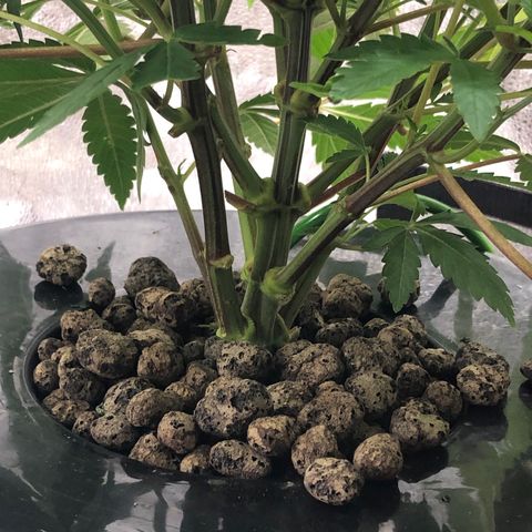 “BUBBLES” - Bubba Kush by RQS growlog timeline photo