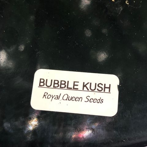 “BUBBLES” - Bubba Kush by RQS growlog timeline photo