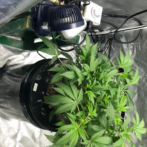 “HEATHER” - Hague Night’s by Chaotic Genetics growlog timeline photo