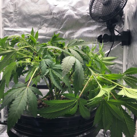 “HEATHER” - Hague Night’s by Chaotic Genetics growlog timeline photo