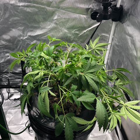 “HEATHER” - Hague Night’s by Chaotic Genetics growlog timeline photo