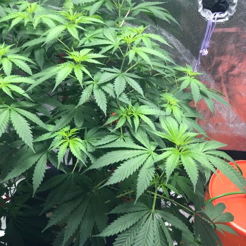 “BUBBLES” - Bubba Kush by RQS growlog timeline photo