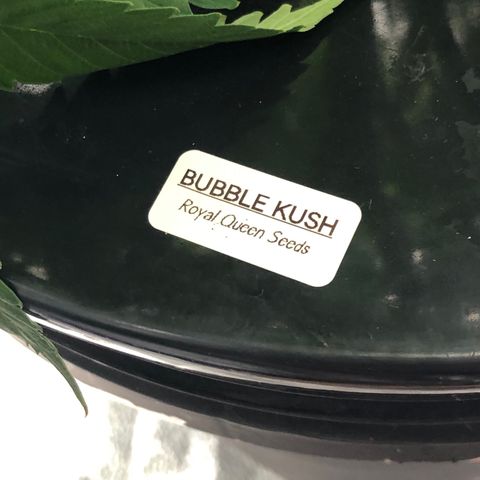 “BUBBLES” - Bubba Kush by RQS growlog timeline photo