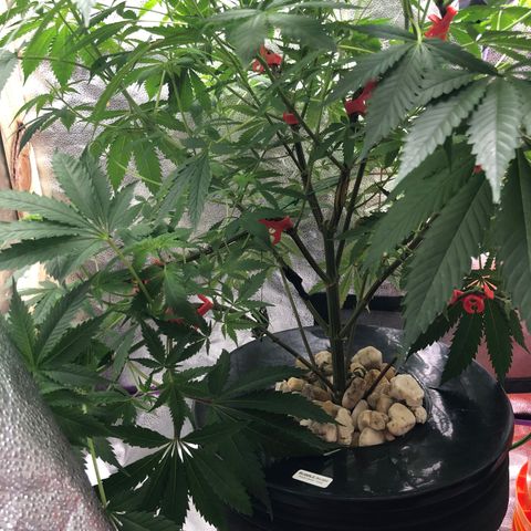 “BUBBLES” - Bubba Kush by RQS growlog timeline photo