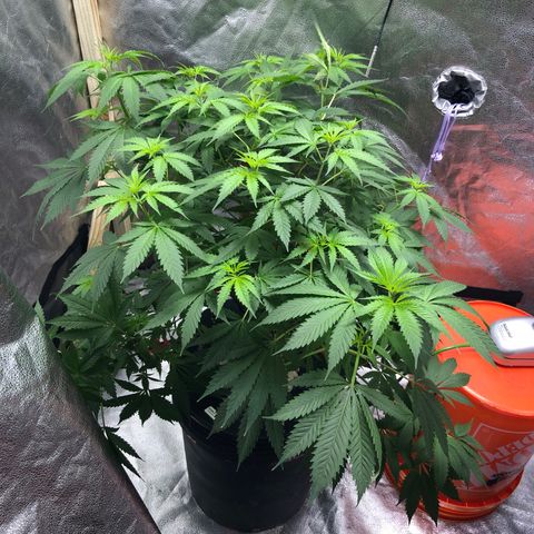 “BUBBLES” - Bubba Kush by RQS growlog timeline photo