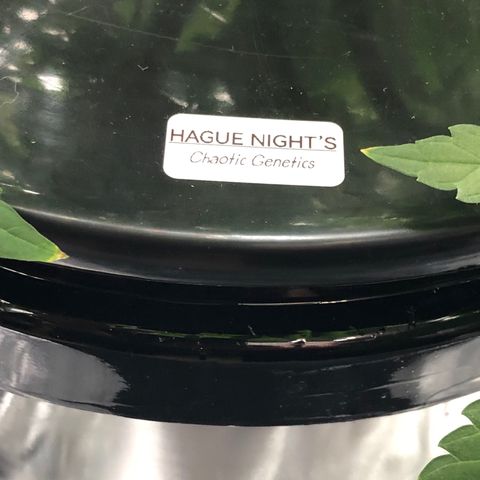 “HEATHER” - Hague Night’s by Chaotic Genetics growlog timeline photo