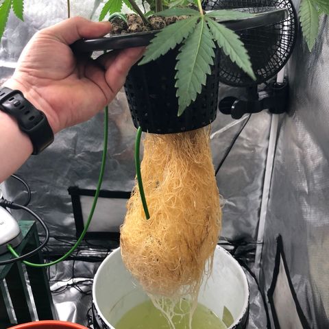 “HEATHER” - Hague Night’s by Chaotic Genetics growlog timeline photo
