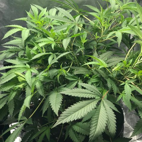 “HEATHER” - Hague Night’s by Chaotic Genetics growlog timeline photo