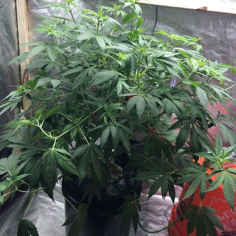 “BUBBLES” - Bubba Kush by RQS growlog timeline photo