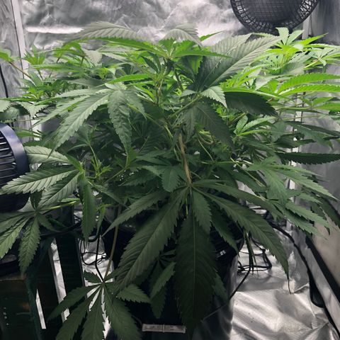 “HEATHER” - Hague Night’s by Chaotic Genetics growlog timeline photo