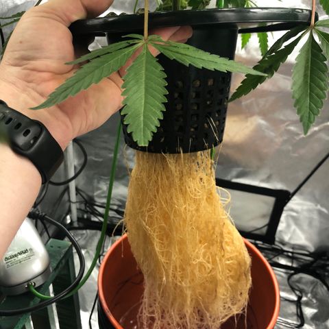“HEATHER” - Hague Night’s by Chaotic Genetics growlog timeline photo