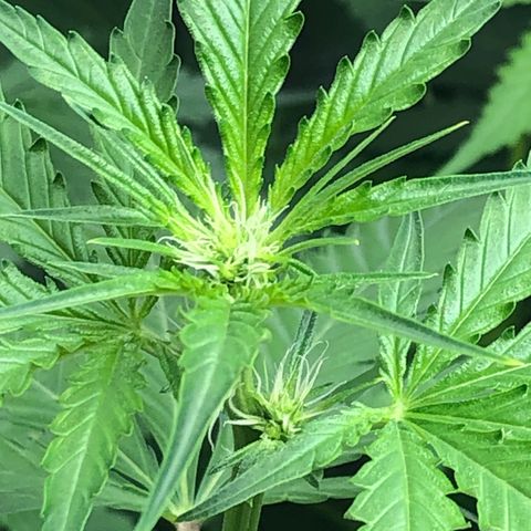 “BUBBLES” - Bubba Kush by RQS growlog timeline photo