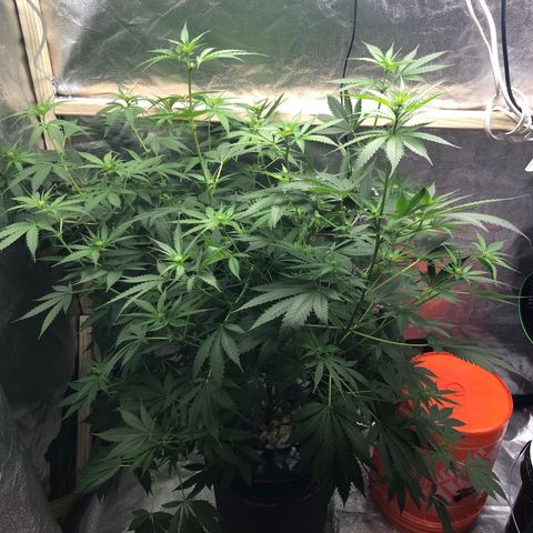 “BUBBLES” - Bubba Kush by RQS growlog timeline photo