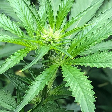 “BUBBLES” - Bubba Kush by RQS growlog timeline photo