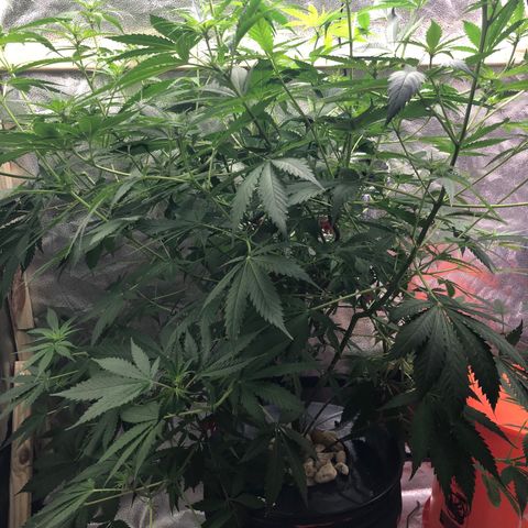 “BUBBLES” - Bubba Kush by RQS growlog timeline photo