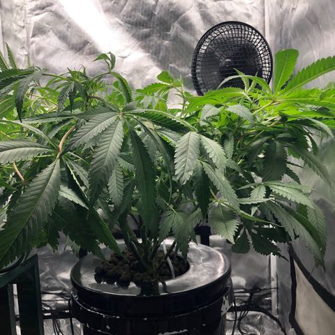 “HEATHER” - Hague Night’s by Chaotic Genetics growlog timeline photo