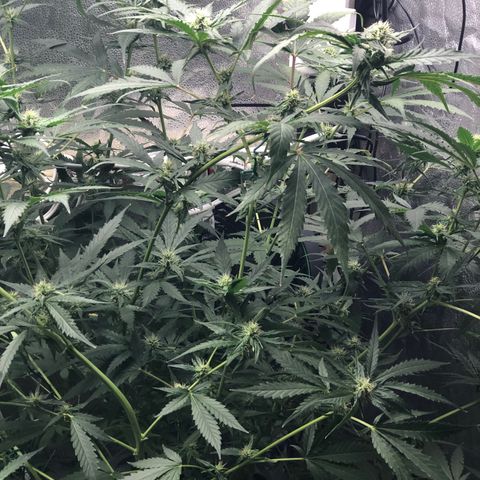 “BUBBLES” - Bubba Kush by RQS growlog timeline photo