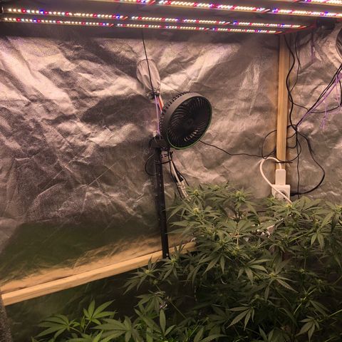 “BUBBLES” - Bubba Kush by RQS growlog timeline photo