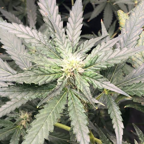“BUBBLES” - Bubba Kush by RQS growlog timeline photo