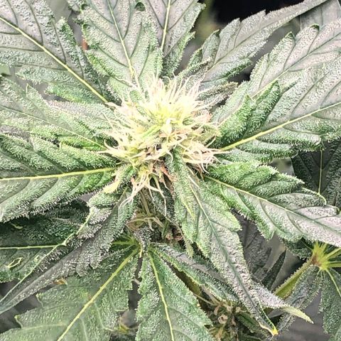 “BUBBLES” - Bubba Kush by RQS growlog timeline photo