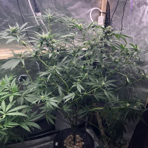 “BUBBLES” - Bubba Kush by RQS growlog timeline photo