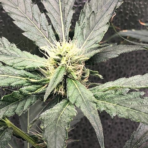 “BUBBLES” - Bubba Kush by RQS growlog timeline photo