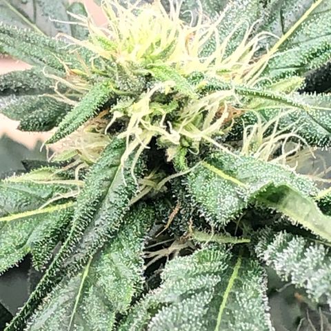 “BUBBLES” - Bubba Kush by RQS growlog timeline photo