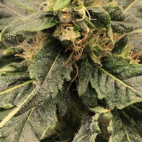 “BUBBLES” - Bubba Kush by RQS growlog timeline photo