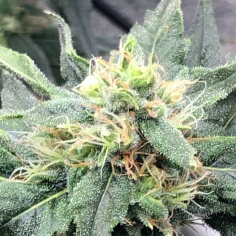 “BUBBLES” - Bubba Kush by RQS growlog timeline photo