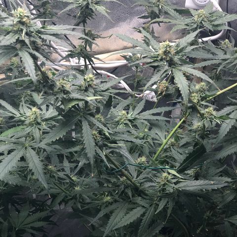 “BUBBLES” - Bubba Kush by RQS growlog timeline photo