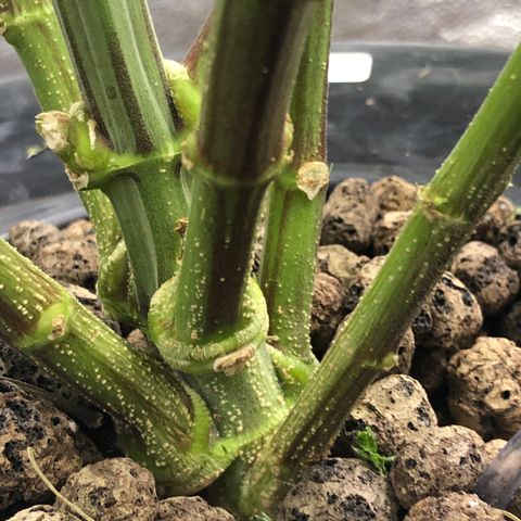 “HEATHER” - Hague Night’s by Chaotic Genetics growlog timeline photo