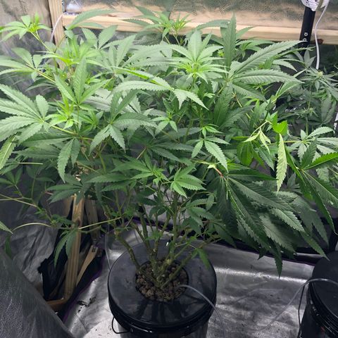 “HEATHER” - Hague Night’s by Chaotic Genetics growlog timeline photo