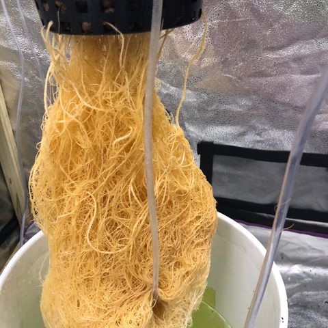 “HEATHER” - Hague Night’s by Chaotic Genetics growlog timeline photo