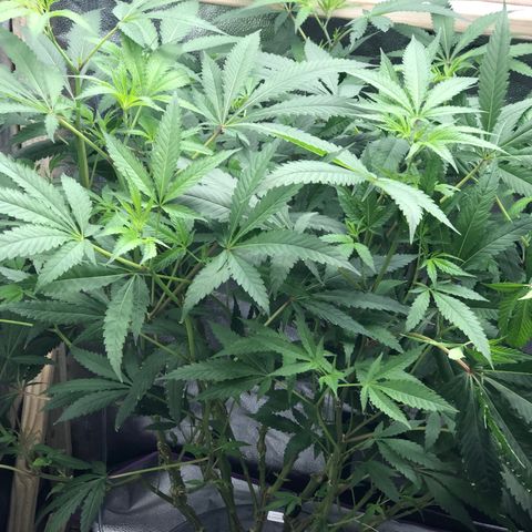 “HEATHER” - Hague Night’s by Chaotic Genetics growlog timeline photo