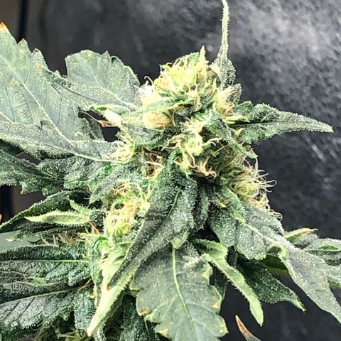 “BUBBLES” - Bubba Kush by RQS growlog timeline photo