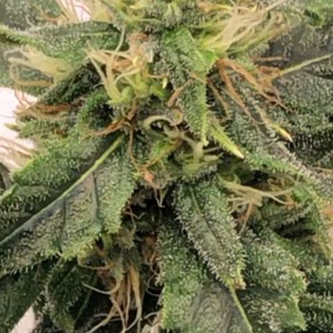 “BUBBLES” - Bubba Kush by RQS growlog timeline photo