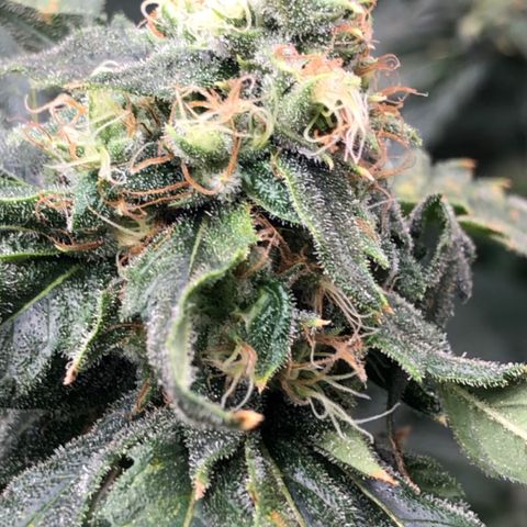“BUBBLES” - Bubba Kush by RQS growlog timeline photo