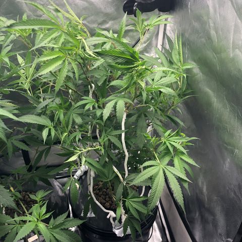 “HEATHER” - Hague Night’s by Chaotic Genetics growlog timeline photo